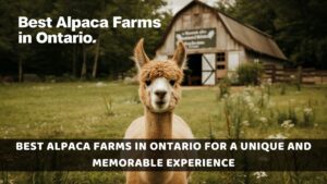 Best Alpaca Farms in Ontario for a Unique and Memorable Experience